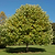 Tulip Poplar | Vego Garden