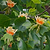 Tulip Poplar | Vego Garden