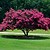 Tuscarora Crape Myrtle | Vego Garden