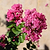 Tuscarora Crape Myrtle | Vego Garden