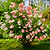 Vanilla Strawberry™ Hydrangea | Vego Garden