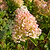 Vanilla Strawberry™ Hydrangea | Vego Garden