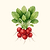 Organic Cherry Belle Radish Seeds