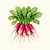 Organic French Breakfast Radish Seeds