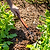 Heritage Garden Bed Cultivator