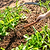Heritage Garden Bed Multi Function Hoe