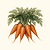 Danvers 126 Carrot Seeds