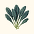 Lacinato Dinosaur Kale Seeds