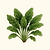 Organic Bloomsdale Spinach Seeds