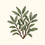 Organic Broadleaf Sage Seeds