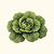 Organic Buttercrunch Lettuce  Seeds