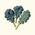 Organic Dwarf Blue Scotch Curled Kale Seeds