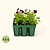 Standard Seedling Tray - 5" x 5" | Vego Garden