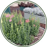 Vego garden beds