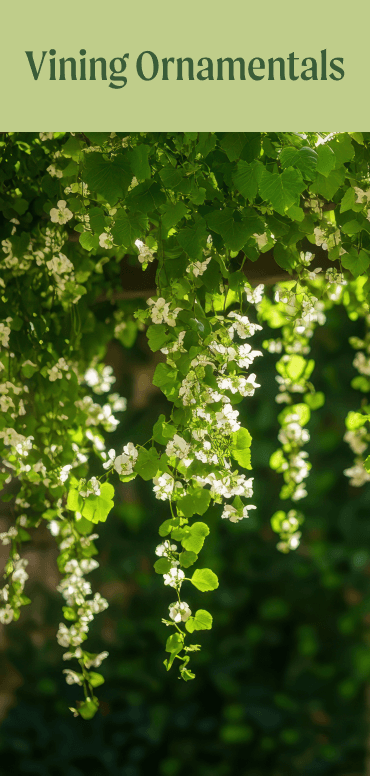 Vining Ornamentals
