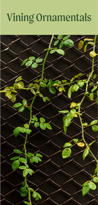 Vining_Ornamentals