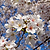 Weeping Yoshino Flowering Cherry