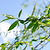 Weeping Willow | Vego Garden