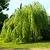 Weeping Willow | Vego Garden