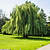 Weeping Willow | Vego Garden