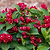 Maroon Swoon® Weigela