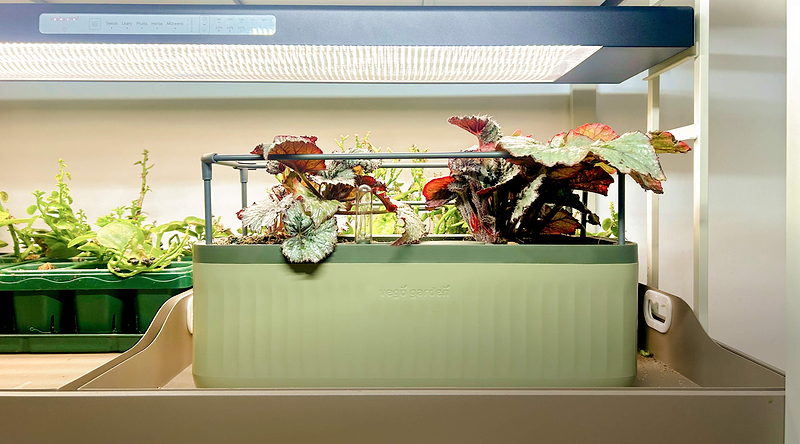 Vego garden beds