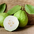 Guava Tree - White | Vego Garden