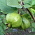 Guava Tree - White | Vego Garden
