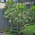 Windmill Palm Tree