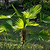 Windmill Palm Tree