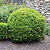 Winter Gem Boxwood | Vego Garden