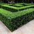 Wintergreen Boxwood | Vego Garden