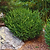 Wintergreen Boxwood | Vego Garden