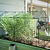 3-in-1 Modular Wire Garden Cloche | Vego Garden