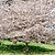 Yoshino Flowering Cherry Tree | Vego Garden