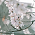 Yoshino Flowering Cherry Tree | Vego Garden