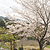 Yoshino Flowering Cherry Tree | Vego Garden