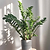 ZZ Plant | Vego Garden
