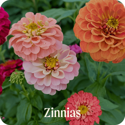 Zinnias