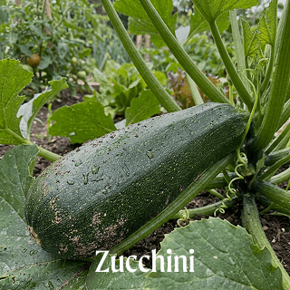 Vego garden beds