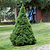 Dwarf Alberta Spruce | Vego Garden