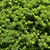 Dwarf Alberta Spruce | Vego Garden