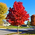 Autumn Blaze® Red Maple Tree | Vego Garden
