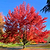 Autumn Blaze® Red Maple Tree | Vego Garden