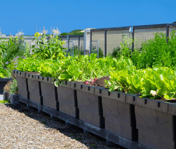 Vego garden beds
