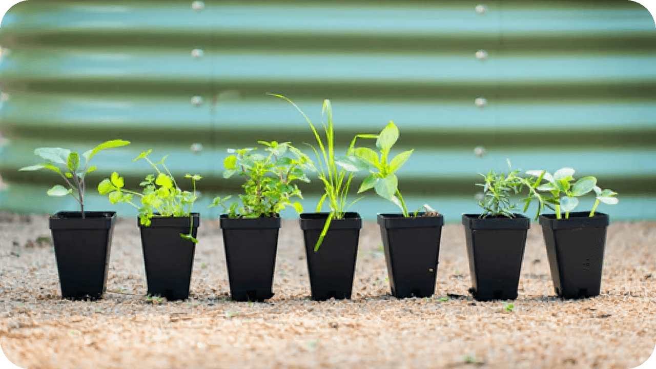 Calculate the Perfect Times to Plant