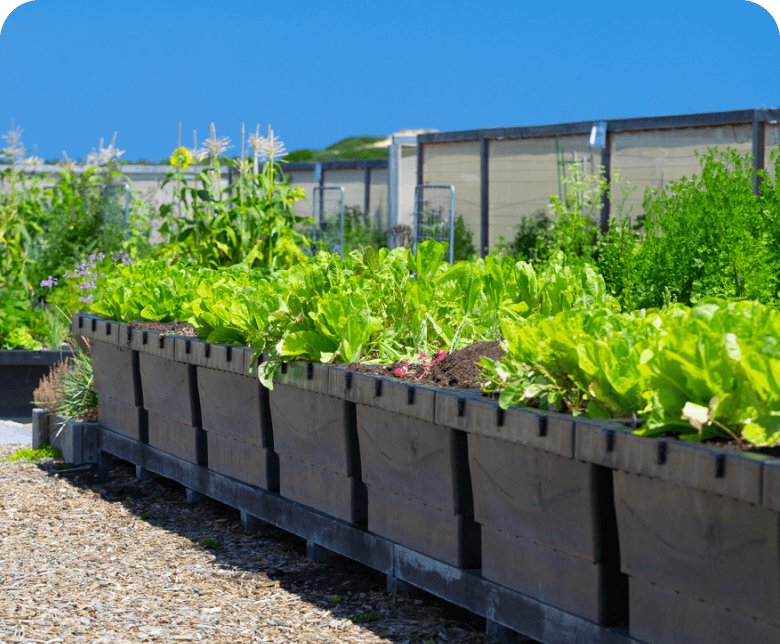 Vego garden beds