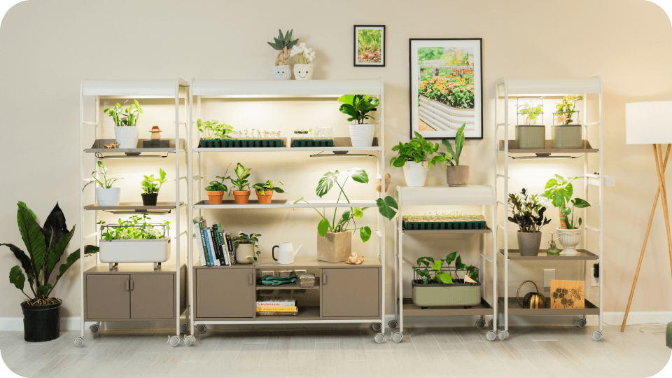 Vego garden beds