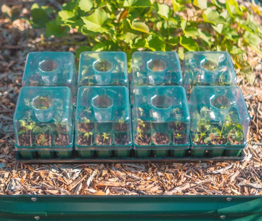 Seed Starting Bundles