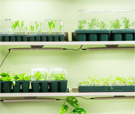 Vego garden beds
